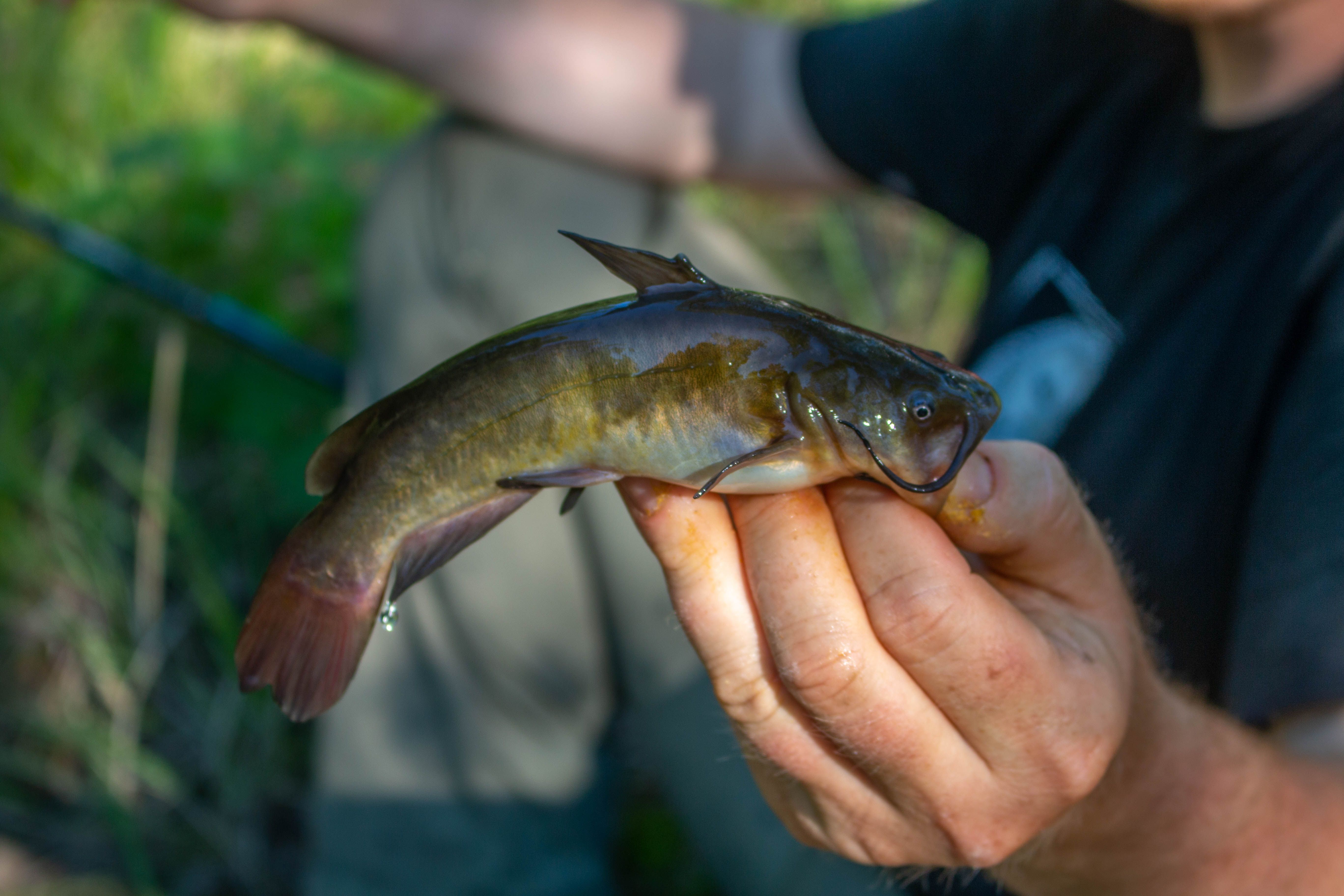 Bullhead Catfish